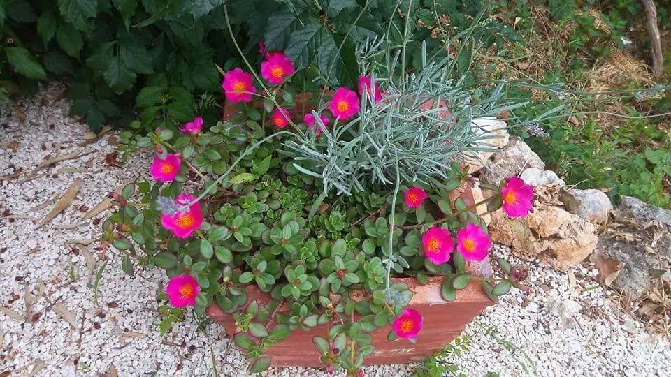 דירה Premantura Studio Apartman